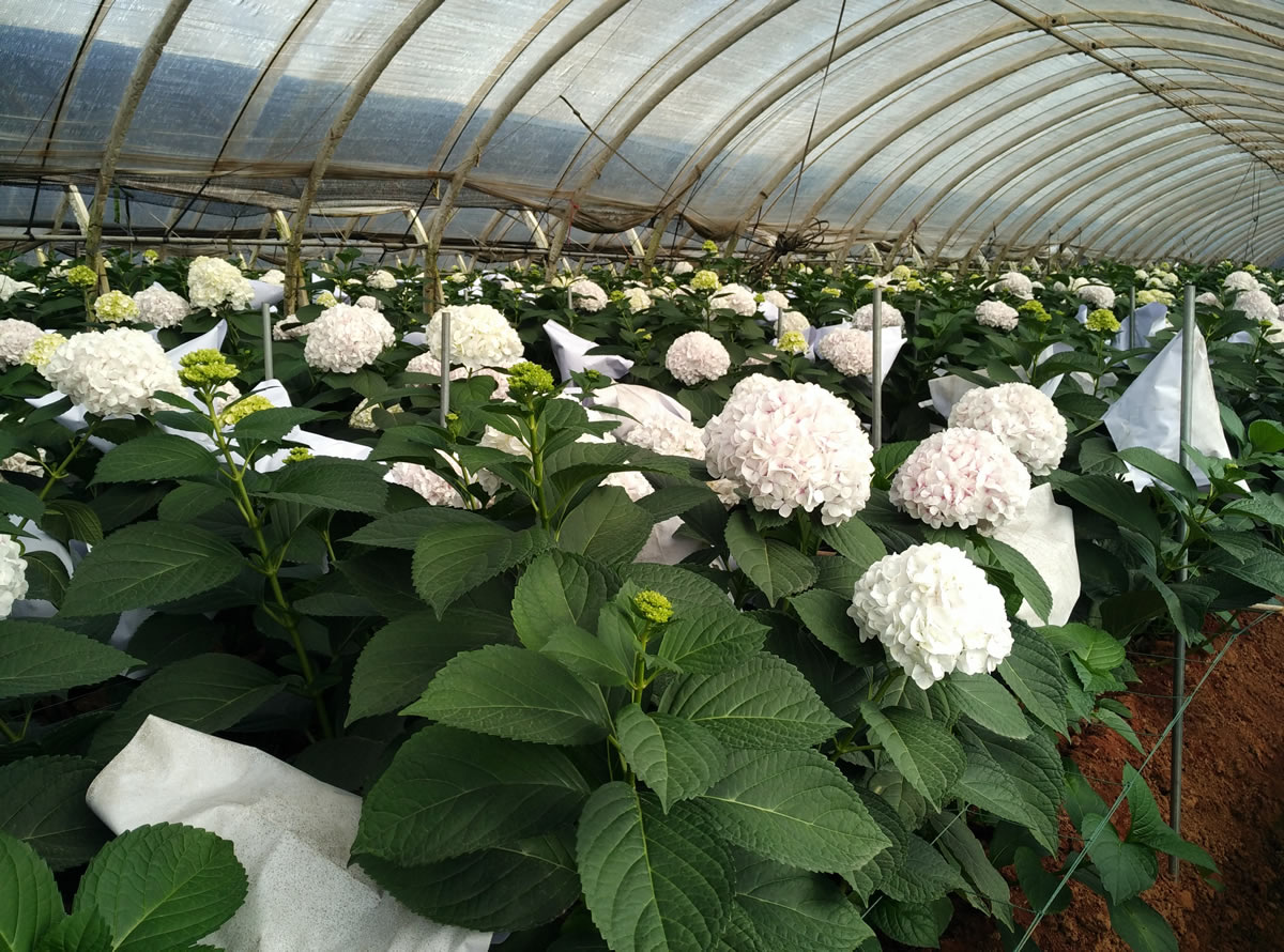 天罡助劑“耐酸性農藥型光穩定劑”獲行業協會認可